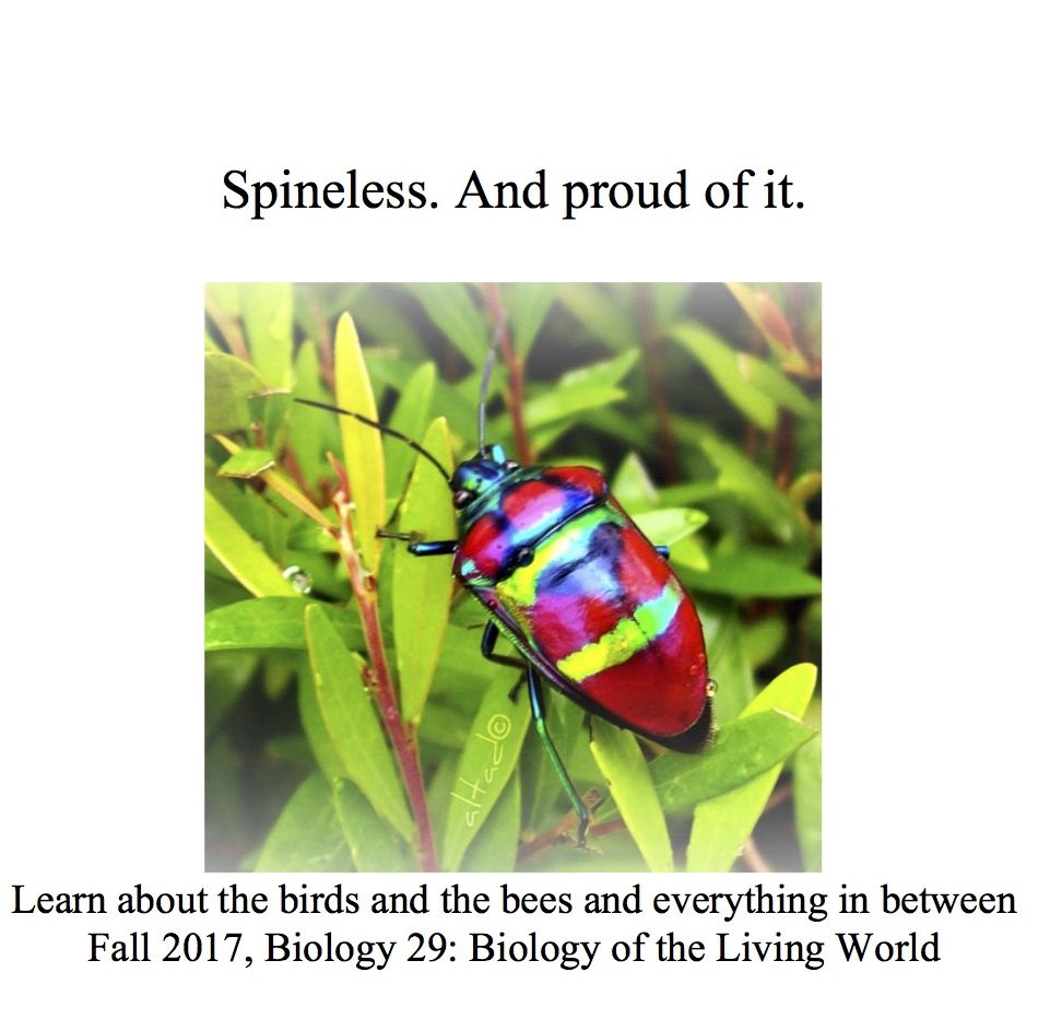 spineless-or-not-bugs-and-other-animals-make-for-fascinating-lessons